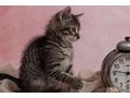 S��e Katzenlady Zuhause - Mischlingskatzen - Bild 2