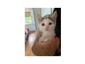 S��e Katzenbabys 4 St�ck abzugeben - Mischlingskatzen - Bild 1