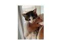 S��e Katzenbabys 4 St�ck abzugeben - Mischlingskatzen - Bild 2