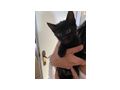 S��e Katzenbabys 4 St�ck abzugeben - Mischlingskatzen - Bild 3