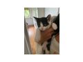 S��e Katzenbabys 4 St�ck abzugeben - Mischlingskatzen - Bild 4