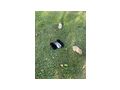 Zwergkaninchen - Kaninchen & Hasen - Bild 2
