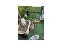 Zwergkaninchen - Kaninchen & Hasen - Bild 7