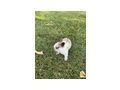 Zwergkaninchen - Kaninchen & Hasen - Bild 1
