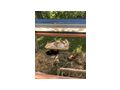 Zwergkaninchen - Kaninchen & Hasen - Bild 6