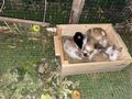 Zwergkaninchen - Kaninchen & Hasen - Bild 8