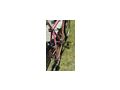 Liebhaberfahrrad 35 Jahre alt - Mountainbikes & Trekkingr�der - Bild 1