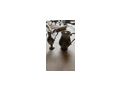 Alte Musikinstrumente - Antiquit�ten, Sammeln & Kunstwerke - Bild 5