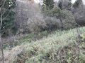 Natur Pur Baumbestand 4120 Neufelden - Grundst�ck mieten - Bild 2