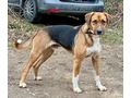 Bobby Boy aktive Menschen - Mischlingshunde - Bild 3