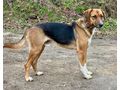 Bobby Boy aktive Menschen - Mischlingshunde - Bild 5