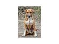 Bobby Boy aktive Menschen - Mischlingshunde - Bild 2