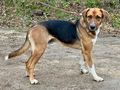 Bobby Boy aktive Menschen - Mischlingshunde - Bild 1