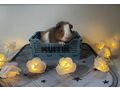 US Teddy Meerschweinchen - Meerschweinchen - Bild 2