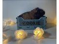 US Teddy Meerschweinchen - Meerschweinchen - Bild 1