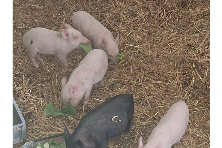 Ich biete Mini schweine - Schweine - Bild 1