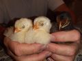 junge K�ken - H�hner & Puten - Bild 1