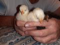 junge K�ken - H�hner & Puten - Bild 2