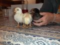 junge K�ken - H�hner & Puten - Bild 3
