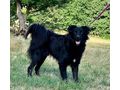 Selah w�nscht Liebe Geborgenheit - Mischlingshunde - Bild 4