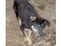 Trooper sehnt Zuhause NOTFALL - Mischlingshunde - Bild 5