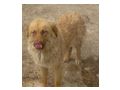 Illy w�nscht gl�ckliches Zuhause - Mischlingshunde - Bild 2