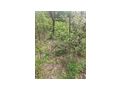 3 Grundst�cke Koz�rd Ungarn verkaufen - Grundst�ck kaufen - Bild 2