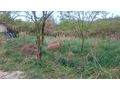 3 Grundst�cke Koz�rd Ungarn verkaufen - Grundst�ck kaufen - Bild 7