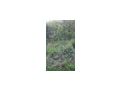 3 Grundst�cke Koz�rd Ungarn verkaufen - Grundst�ck kaufen - Bild 9