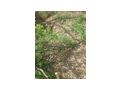 3 Grundst�cke Koz�rd Ungarn verkaufen - Grundst�ck kaufen - Bild 3
