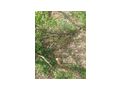 3 Grundst�cke Koz�rd Ungarn verkaufen - Grundst�ck kaufen - Bild 4