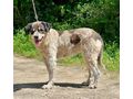 Masha freut liebevolles Zuhause - Mischlingshunde - Bild 2