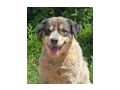 Masha freut liebevolles Zuhause - Mischlingshunde - Bild 4