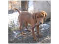 Gael Gipsy freuen SIE NOTFALL - Mischlingshunde - Bild 7