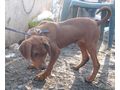 Gael Gipsy freuen SIE NOTFALL - Mischlingshunde - Bild 8
