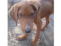 Gael Gipsy freuen SIE NOTFALL - Mischlingshunde - Bild 9