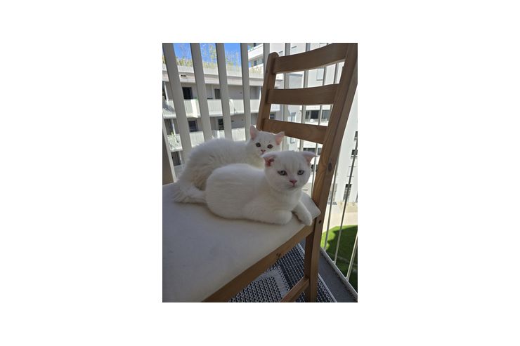 Katzenbays verschenken - Mischlingskatzen - Bild 1
