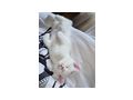 Katzenbays verschenken - Mischlingskatzen - Bild 2