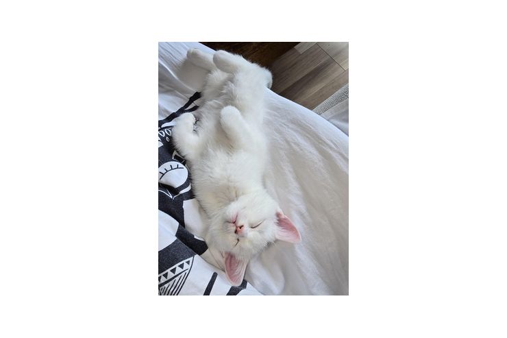 Katzen - Mischlingskatzen - Bild 1