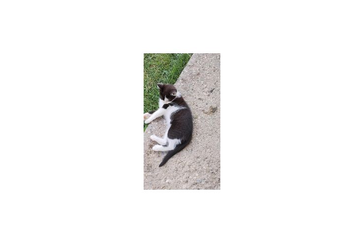 Babykater - Mischlingskatzen - Bild 1