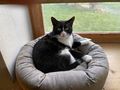 s��er Kater schwarz - Mischlingskatzen - Bild 1