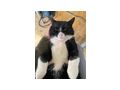s��er Kater schwarz - Mischlingskatzen - Bild 2