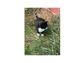 s��er Kater schwarz - Mischlingskatzen - Bild 3