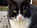 s��er Kater schwarz - Mischlingskatzen - Bild 4