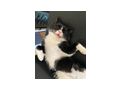 s��er Kater schwarz - Mischlingskatzen - Bild 5
