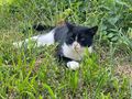 s��er Kater schwarz - Mischlingskatzen - Bild 6
