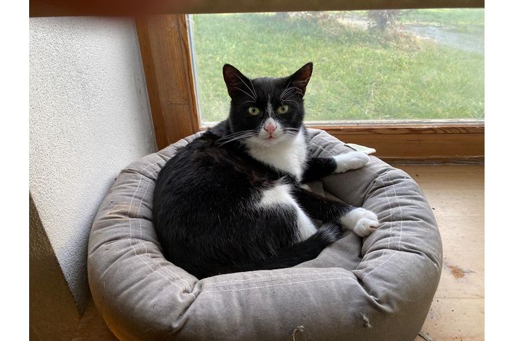 s��er Kater schwarz - Mischlingskatzen - Bild 1