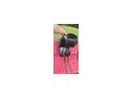 Massimo Dressursattel - S�ttel, Unterlagen & Zubeh�r - Bild 6