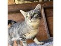 MEDY liebevolles Zuhause - Mischlingskatzen - Bild 2
