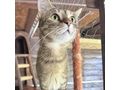MEDY liebevolles Zuhause - Mischlingskatzen - Bild 1